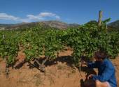 Patrimonio vineyard