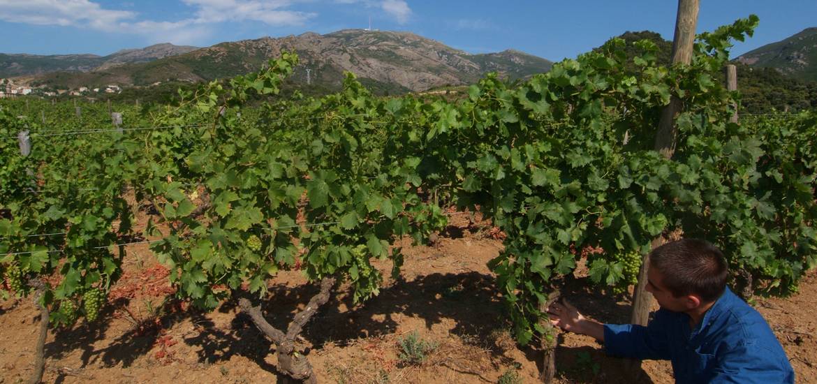 Patrimonio vineyard